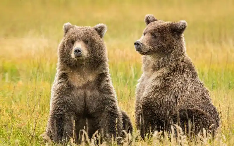 阿拉斯加,克拉克湖,在草地上两只棕色的熊 1920x1200 hd 高清壁纸