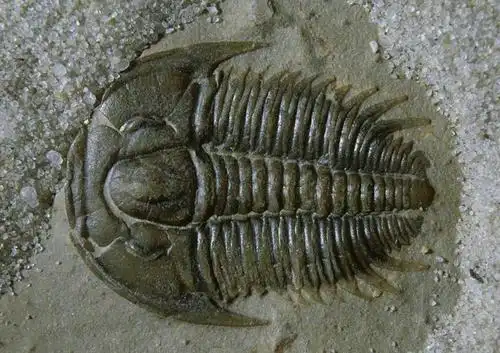 5亿年前的三叶虫,竟被踩了一脚,科学家疑惑:谁穿鞋去了海底?