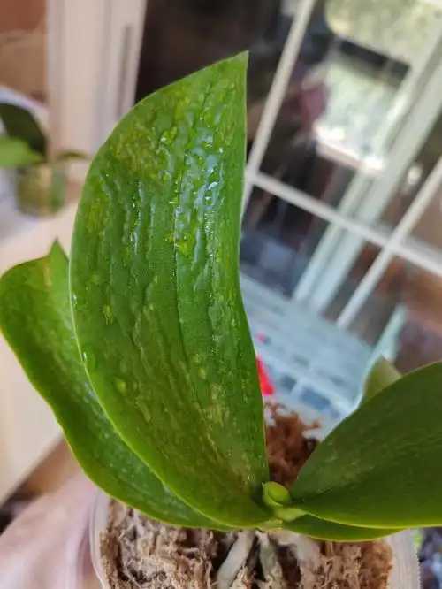 蝴蝶兰叶子生病更新