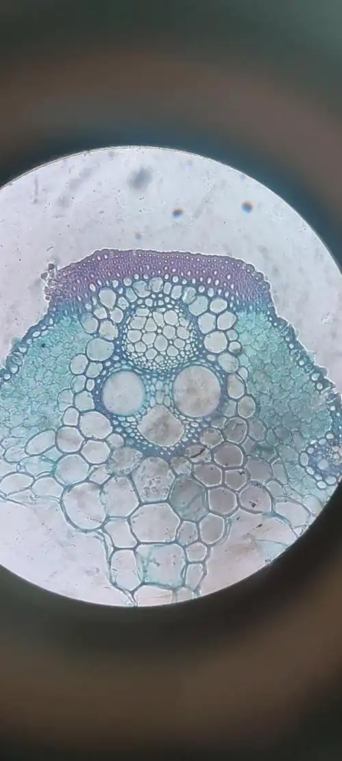 水稻叶横切装片10×10010×10010×4010×4010×1010×4