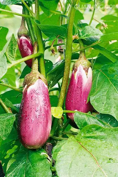 茄子图片_图片大全