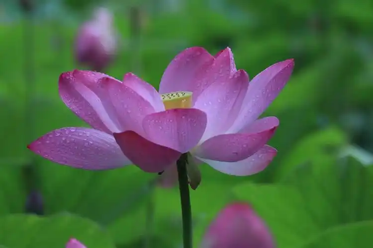 吴刚摄影,雨中荷花