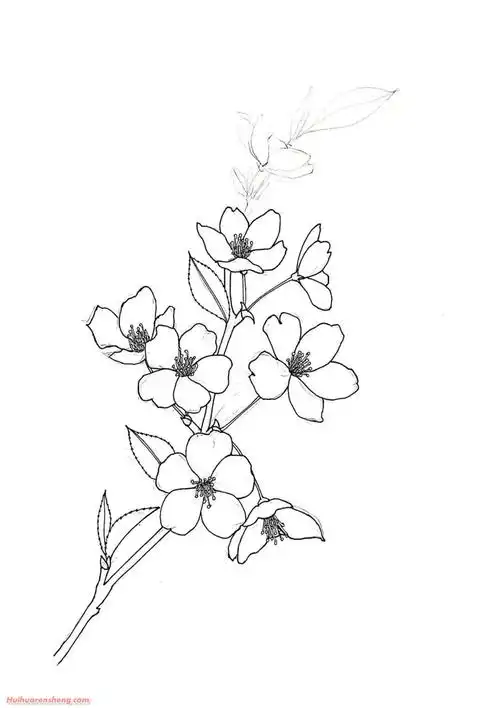 樱花铅笔画步骤_樱花铅笔画作品彩色图片 - 巨明艺考
