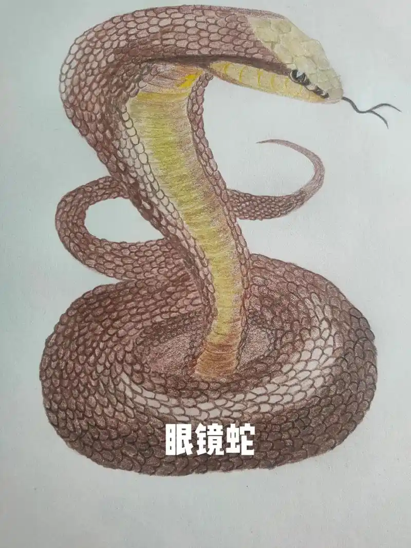 彩铅画 #眼镜蛇#可能大家不会喜欢,我也是尝试一下看能不能 - 抖音