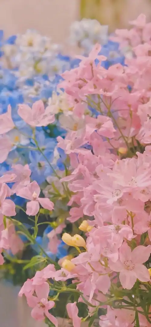 手机壁纸 锁屏壁纸 卡通壁纸 聊天背景 春日壁纸 可爱壁纸 全面屏