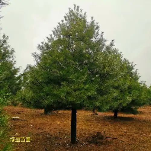 苗圃_基地供应_高杆白皮松_胸径10-15公分_规格齐全_常绿乔木行道树