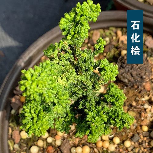 石化桧盆景日本原生进口扦插小苗黄金油画银芽初雪母本八房系雅