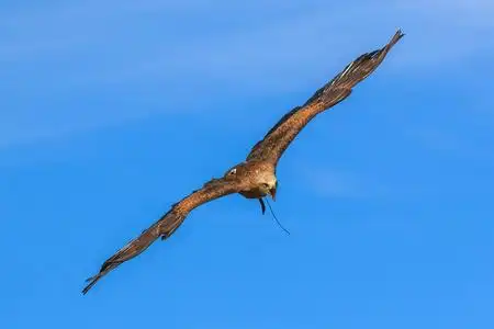 猎鹰在蓝天中飞翔照片