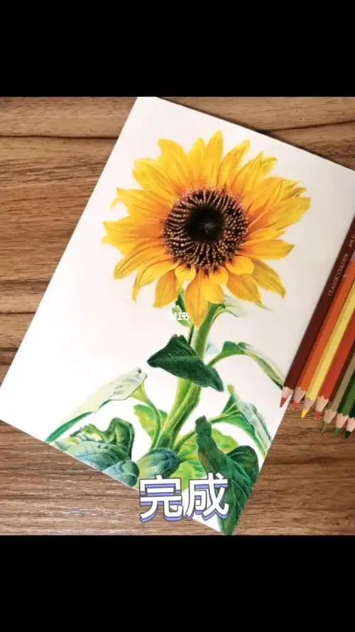 彩铅向日葵绘画过程