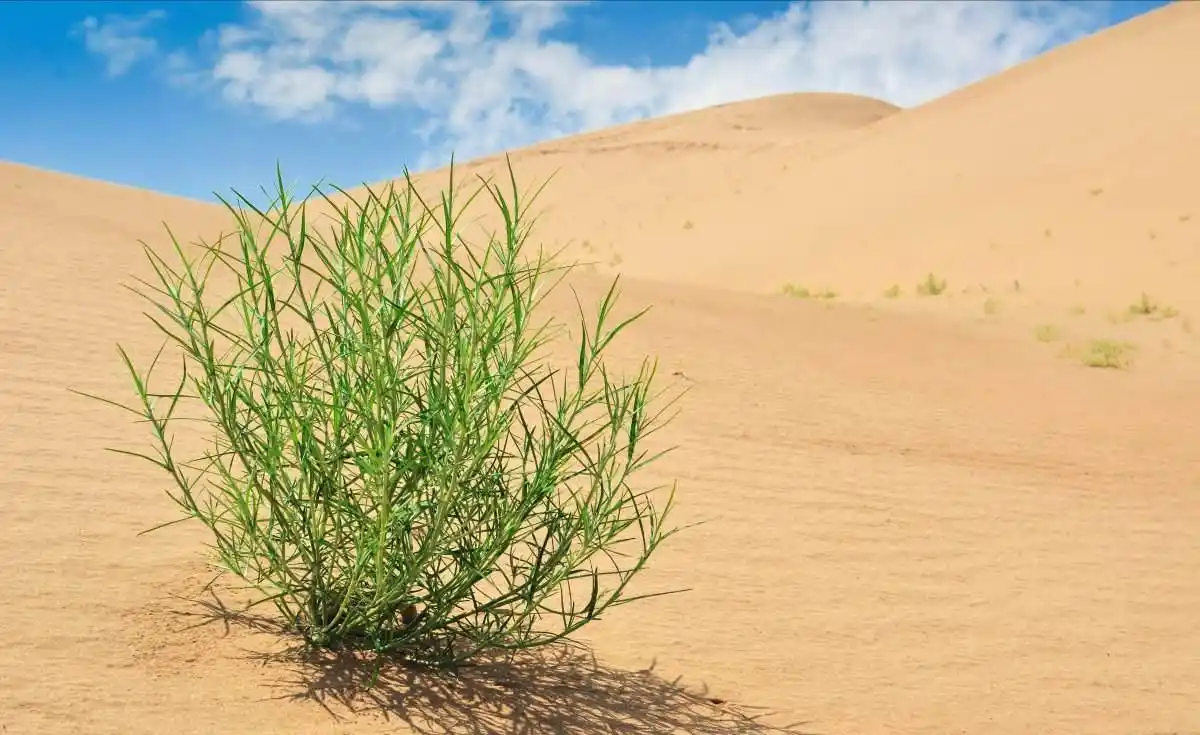 趣味测试:选出你会种在沙漠中的植物,测出你属于哪种性格