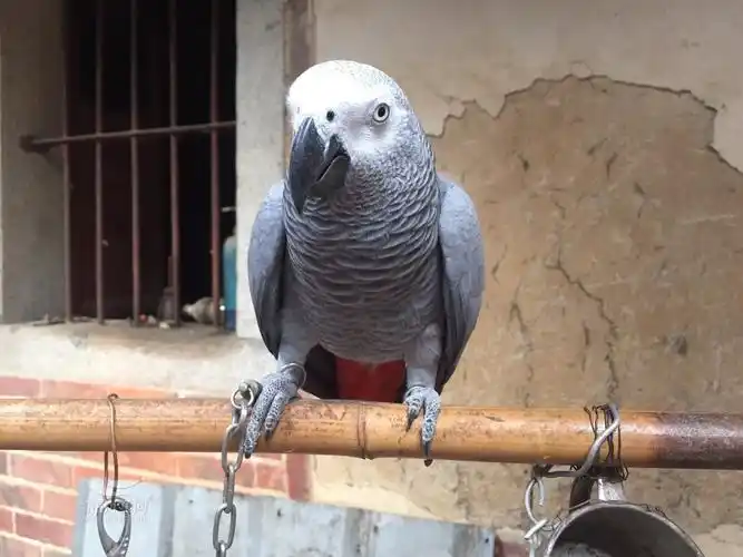 转让一只会说话的灰鹦鹉
