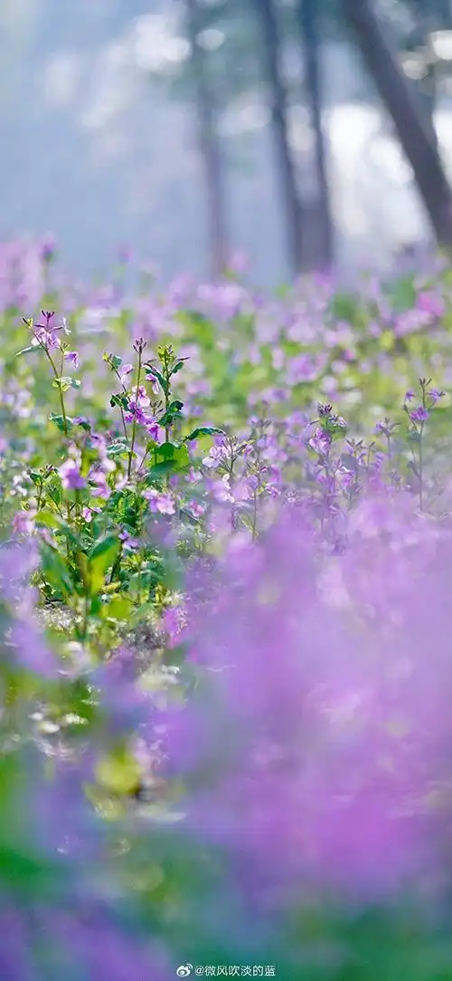 小花开得淋漓尽致,气势非凡,紫气直冲云霄,连宇宙都仿佛变成紫色的了
