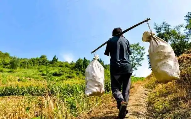 父亲节感悟:用扁担挑出来的父爱!