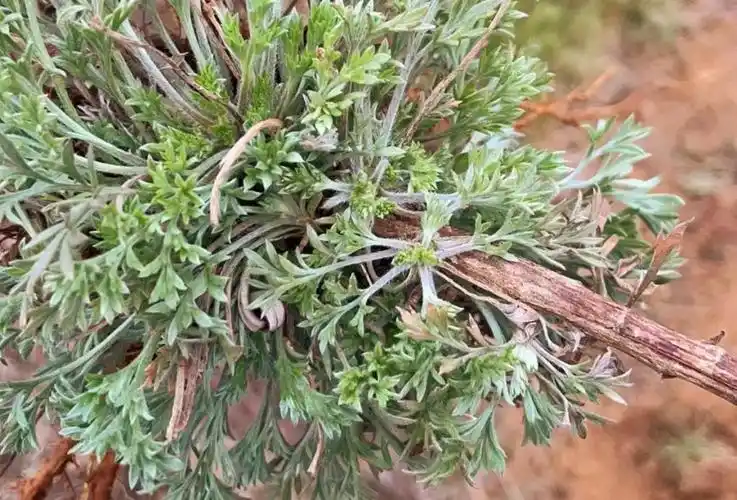 "一月茵陈二月蒿,三月四月当柴烧",农历二月是吃白蒿的最佳季节.