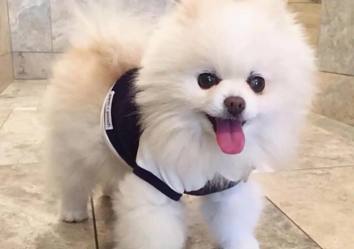 有着傲娇,软萌,可爱的一面,十分招人喜欢,毕竟谁能拒绝一只好看的狗狗