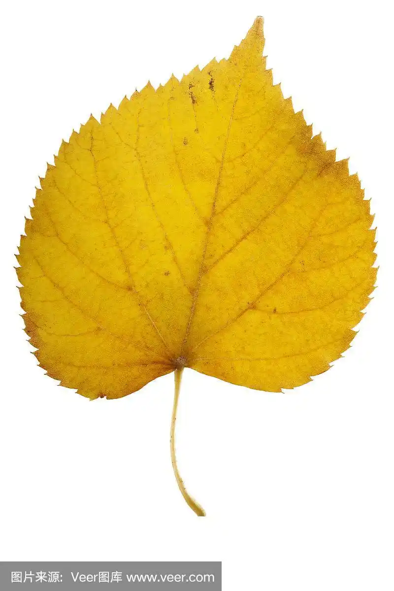 秋天枯黄的桦树叶子