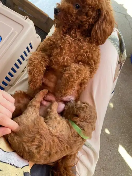 泰迪狗狗  狗妈妈不喜欢喂奶.被我强行抓过来了.