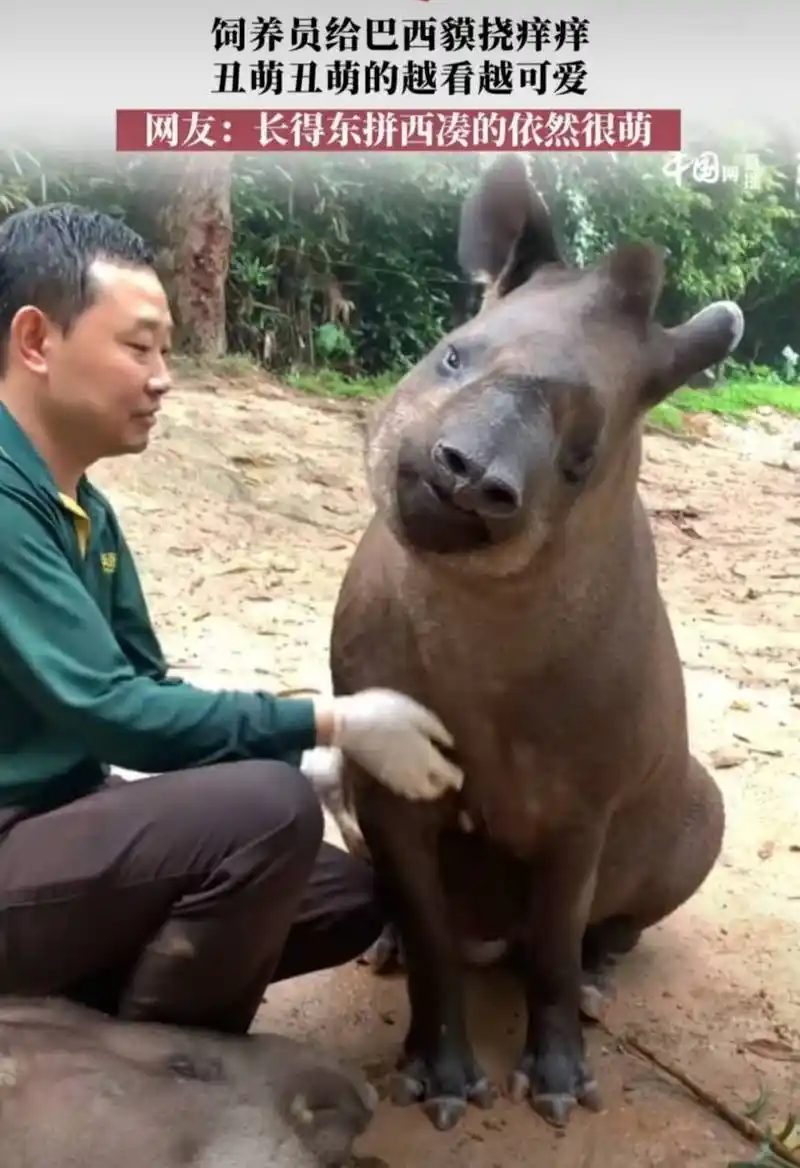 这种丑陋又可爱又丑陋的动物叫做巴西貘.
