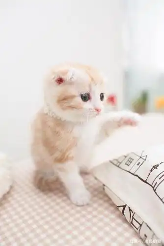 八,世界上最大的纯种猫是缅因猫(maine cats),可重达25磅