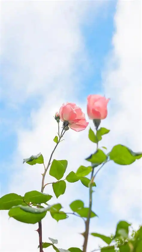 唯美月季花浪漫少女心微距摄影,高清图片,手机锁屏桌面-壁纸族