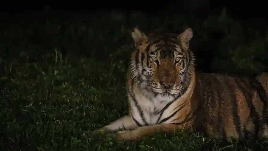 夜幕下的"森林之王"