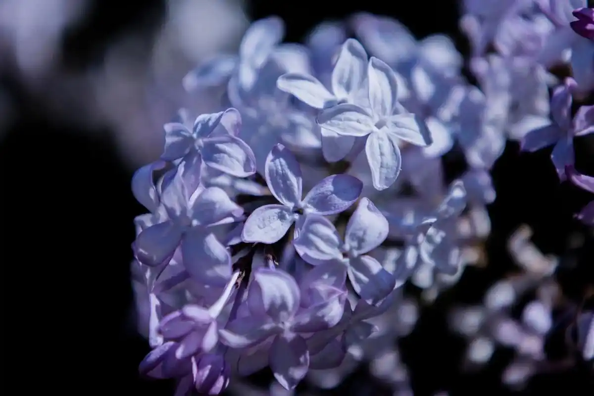 丁香花语.#校园生活 #拍摄 #丁香花 #我的摄影日记 #每 - 抖音