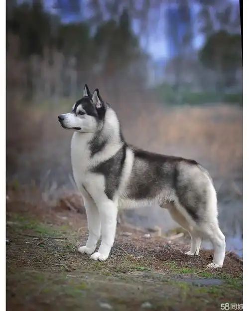 双血统哈士奇 家养宠物狗大型犬 狗狗品相好 疫苗驱虫已做 可签活体