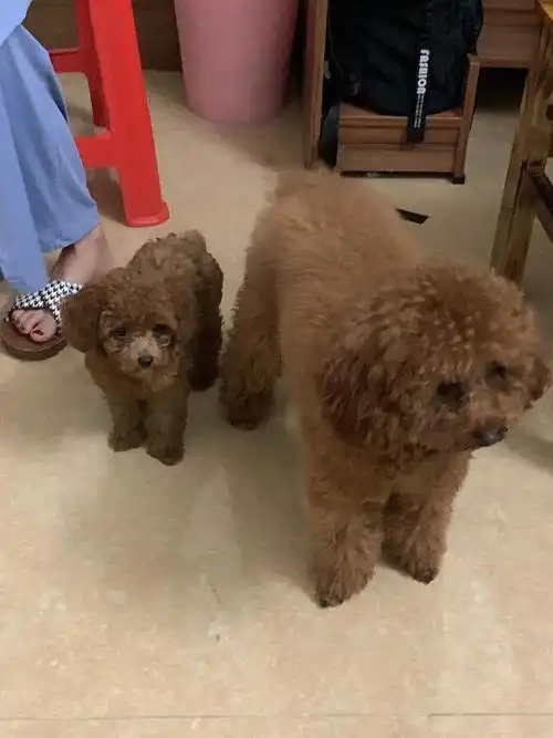 关于我的狗子跟它儿子