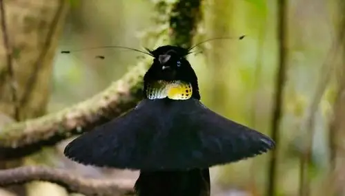 阿法六线风鸟(图源:baidu.com)