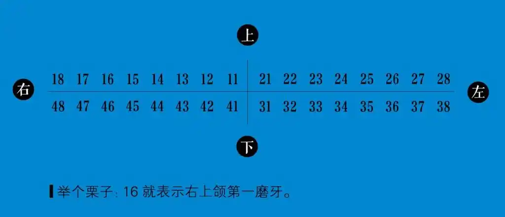 整牙前先跟我学习一下认牙吧