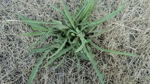 黑龙江常见药食两用山野菜系列之中华苦荬菜
