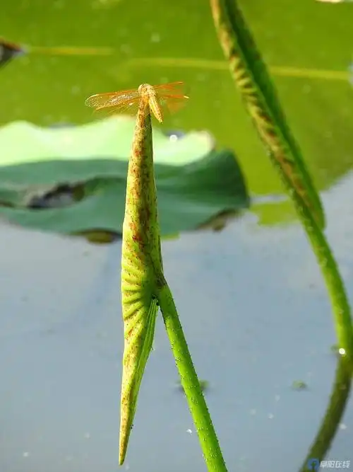 小荷才露尖尖角,早有蜻蜓立上头.
