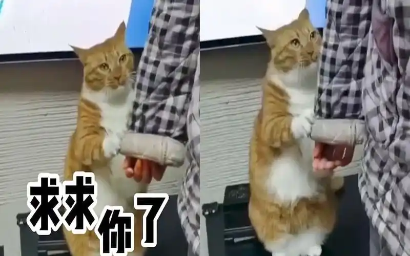 撒娇猫猫最好命猫咪轻拉主人衣角摇晃求买零食这谁能顶得住啊