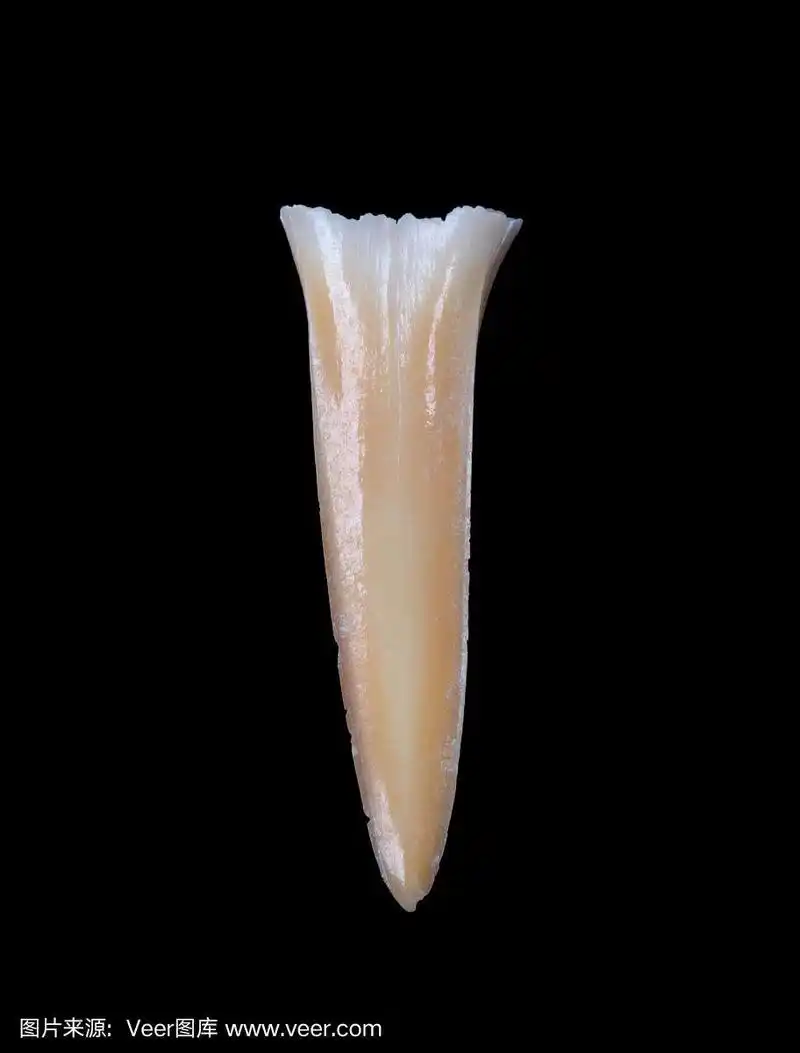 鲨鱼的牙齿孤立在黑色的背景