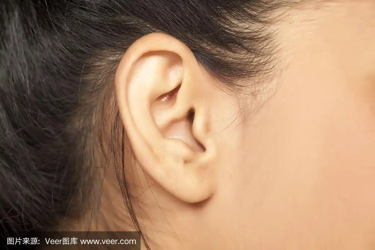 女性的耳朵