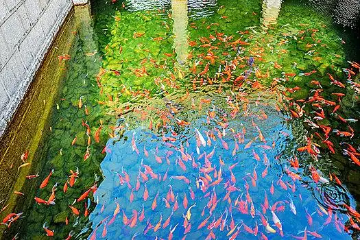 鱼,金鱼,晋祠景观