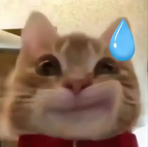 歪嘴小猫表情包来啦,喜欢的快收图吧