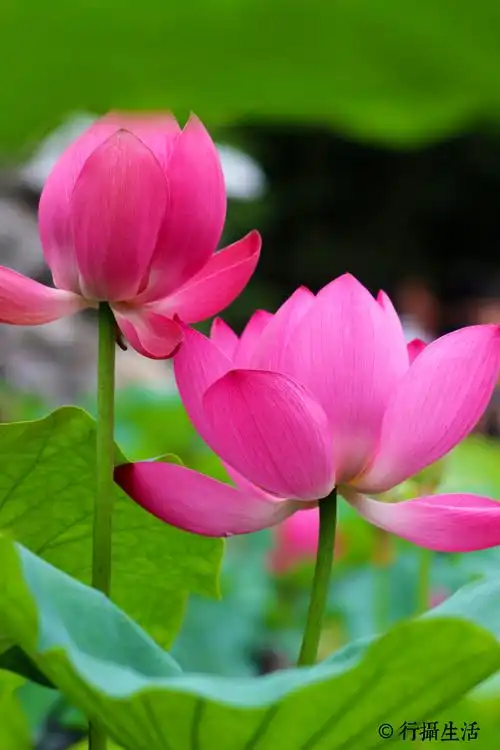 行摄荷韵|在世如莲,静心素雅.不污不垢,淡看浮华