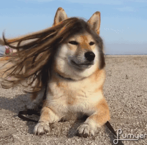 293_288gif 动态图 动图