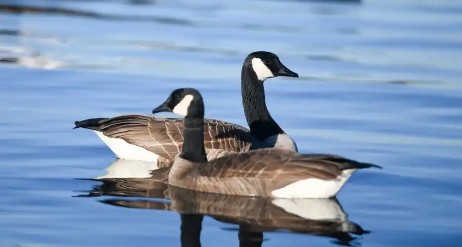 其它 seattleinwinter-2加拿大黑雁(branta canadensis)是这里常客,它