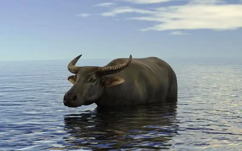 keyshot10-老水牛场景渲染 牛年大吉