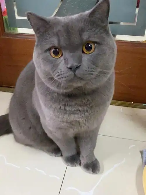 八个月十二斤的蓝猫大胖