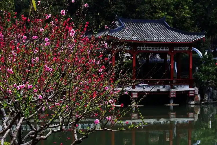 桃花迎春西湖水乡