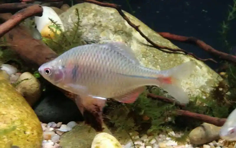 原生缸最漂亮的原生鱼鳑鲏鱼野采已发色鳑鲏砂砾石头水草搭配杜鹃根