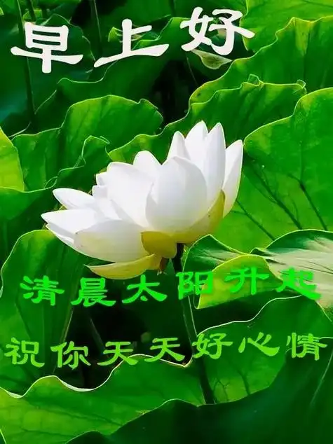 新的一天开始了#365个祝福送给你#愿晨起的阳光伴随你愉悦 - 抖音