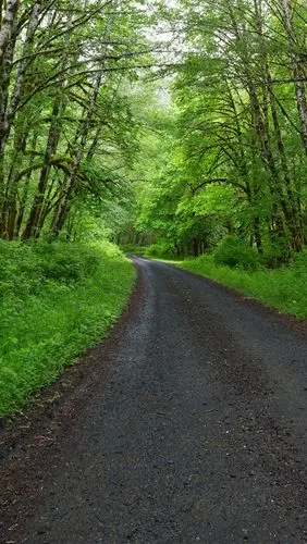 壁纸 春天,树木,绿色,道路 5120x2880 uhd 5k 高清壁纸, 图片, 照片