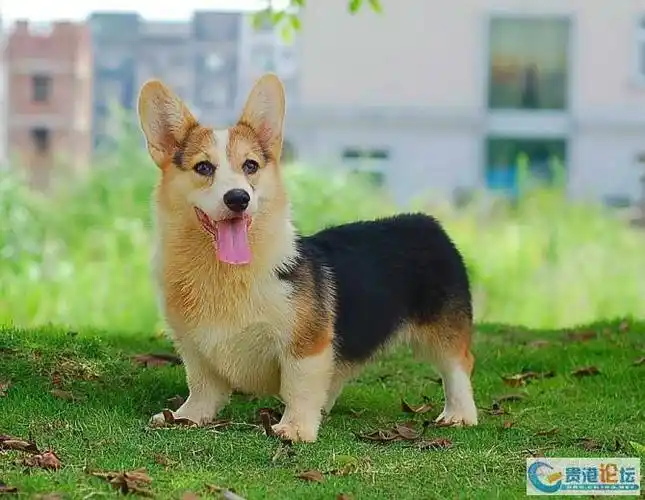 没有尾巴,背上是黑色,肚皮和腿脚是黄色,请问是什么狗