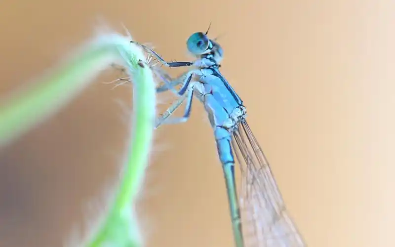 蓝蜻蜓,草