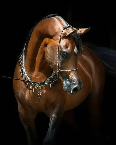优雅至极马中贵族之阿拉伯马_高清图集_新浪网