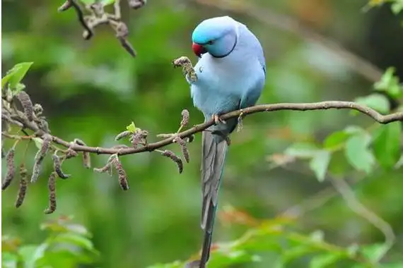 蓝月轮鹦鹉市场价格多少钱一只月轮鹦鹉优缺点